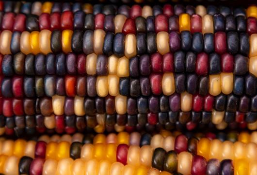 close up of corn