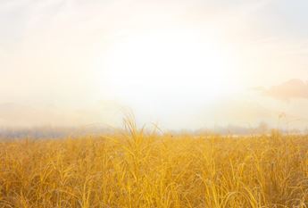 prairie in winter 