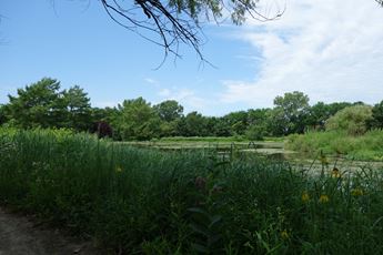 A view of the lush grasses and greenery that surround the Dyck Arboretum of the Plains in Hesston, Kansas. 