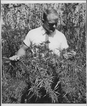 Man standing in field of plants