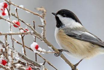 chickadee on a snowy branch