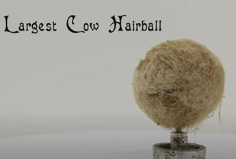 miniature reproduction of the worlds largest cow hairball