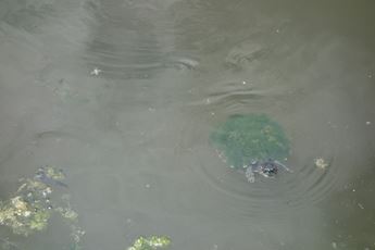 A moss covered turtle swims through the Dyck Arboretum's pond. 