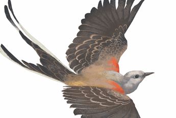 scissor-tailed flycatcher