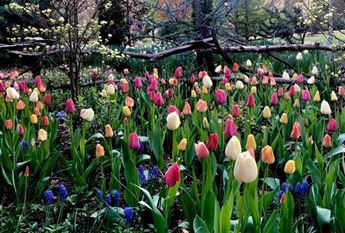 bed of tulips
