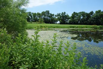 A view of the dense plant-life that surrounds the pond at the Dyck Arboretum of the Plains in Hesston, Kansas.