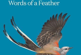 drawing of a scissor-tailed flycatcher