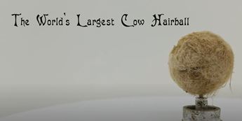 miniature reproduction of worlds largest cow hairball