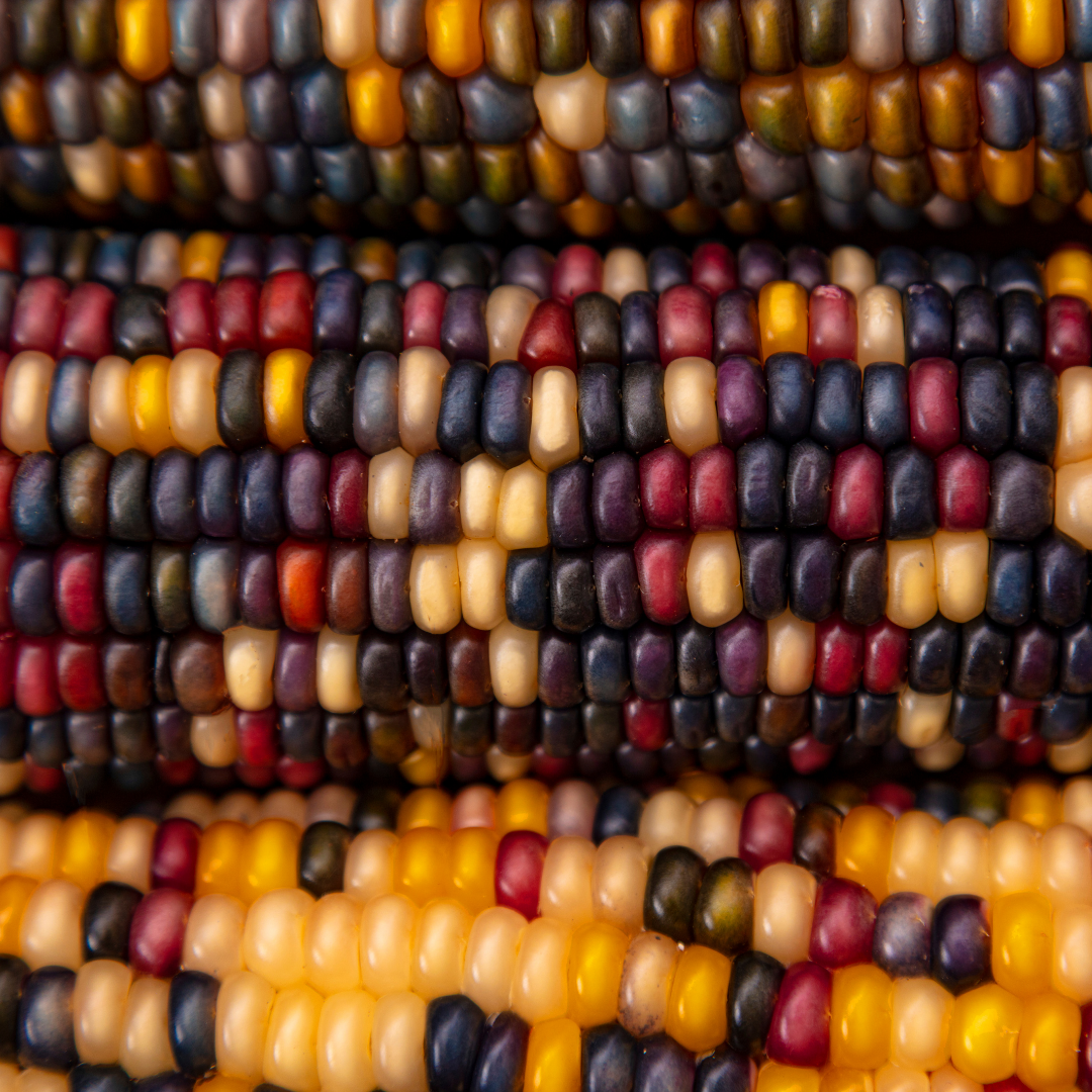 close up photo of corn