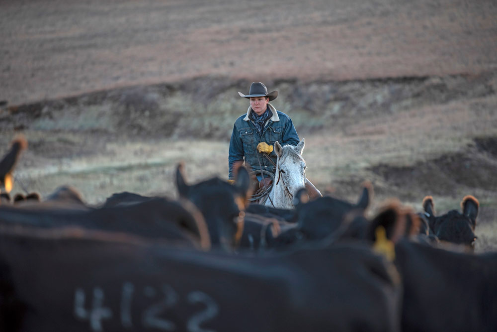 Cowboy with herd of cattle